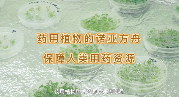 ҩ��ֲ���ŵ�Ƿ�������������ҩ����Դ